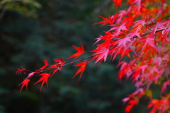Red　１