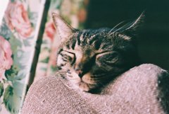 ねこのおかしら