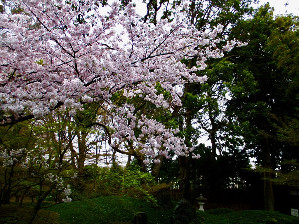 花は桜木