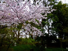 花は桜木