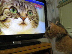 にらめっこ