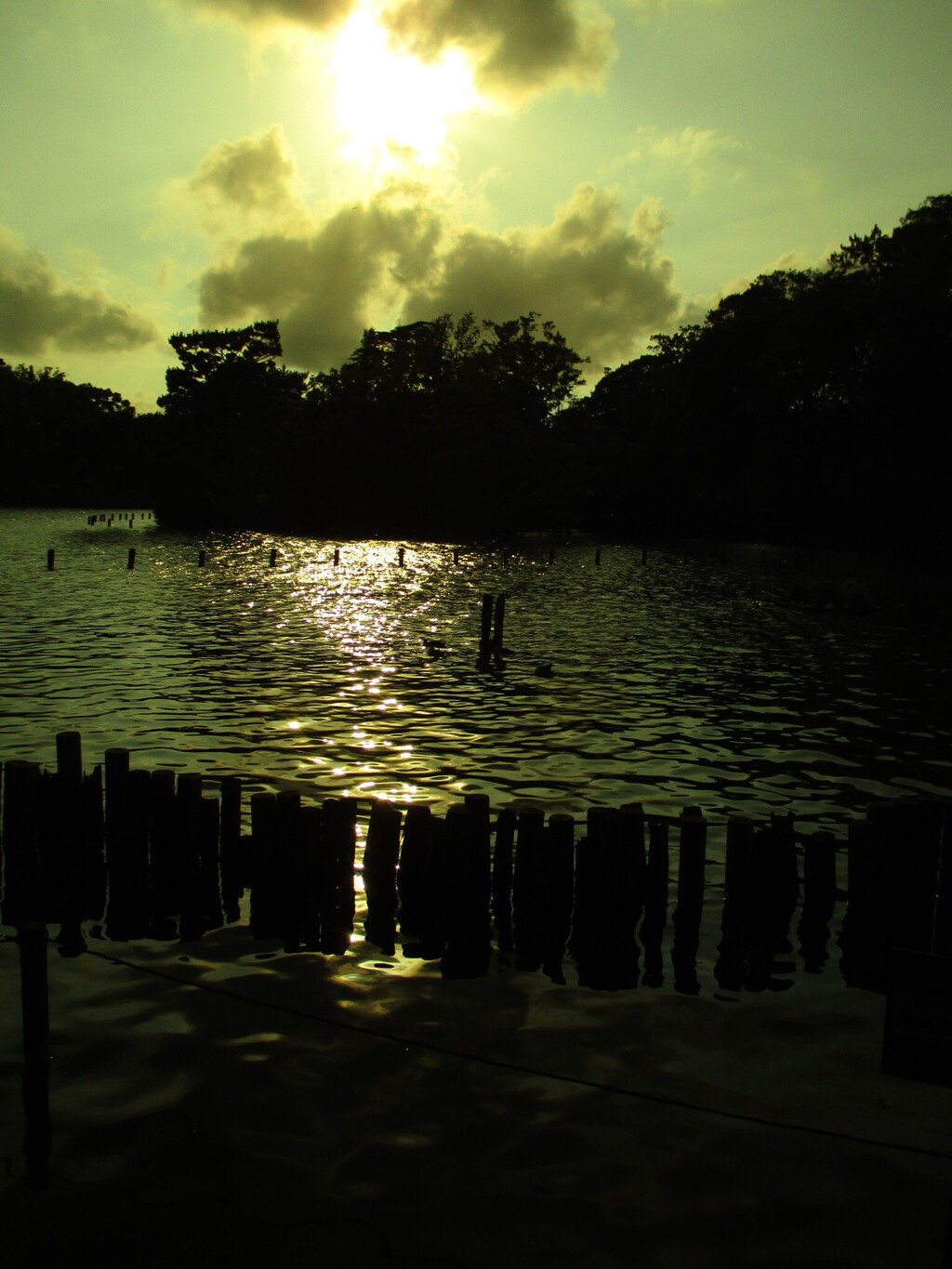 洗足池夕暮れ