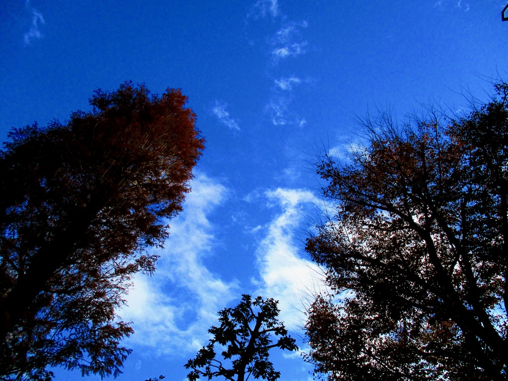 木立の間の冬の青空