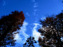 木立の間の冬の青空