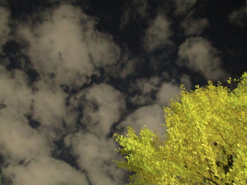 銀杏と夜空と白い雲