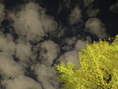 銀杏と夜空と白い雲