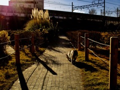 ススキとノラ