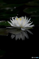 睡蓮
