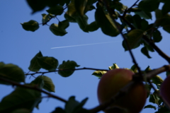 飛行機雲