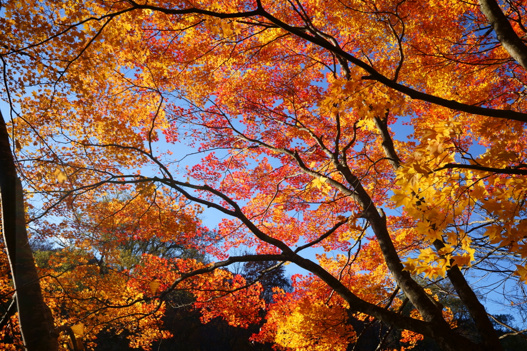 奥入瀬の紅葉