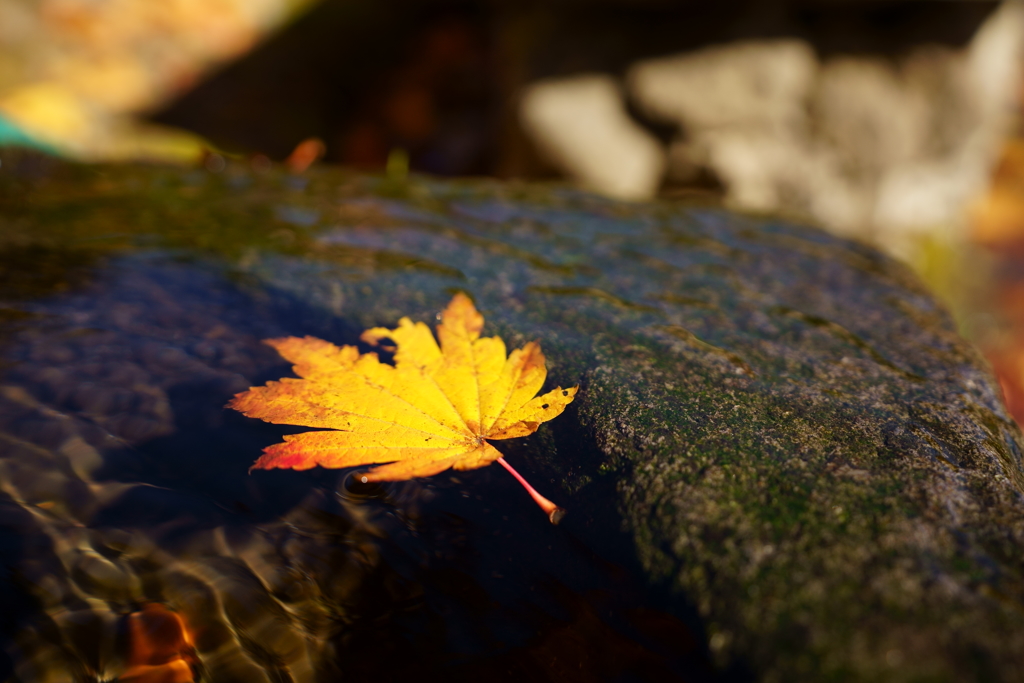 揺らぐ紅葉