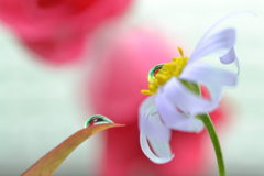 紅葉と花の会話