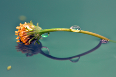 水面に映る花としずく