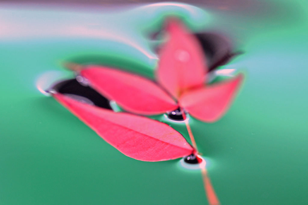 水に浮かぶ紅葉