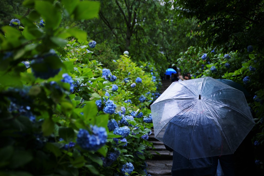 梅雨の雨