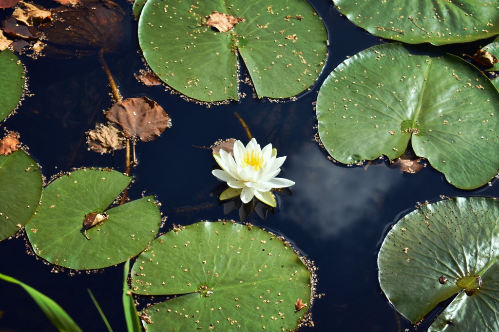 花