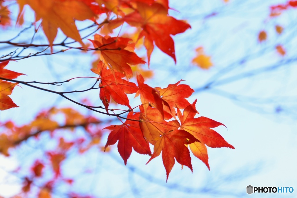 紅葉