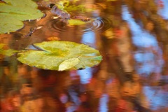 紅葉の池