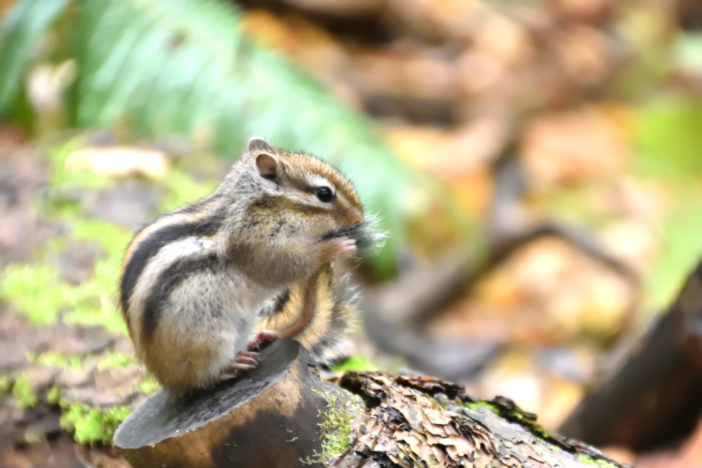 円山公園のシマリス