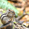 円山公園のシマリス