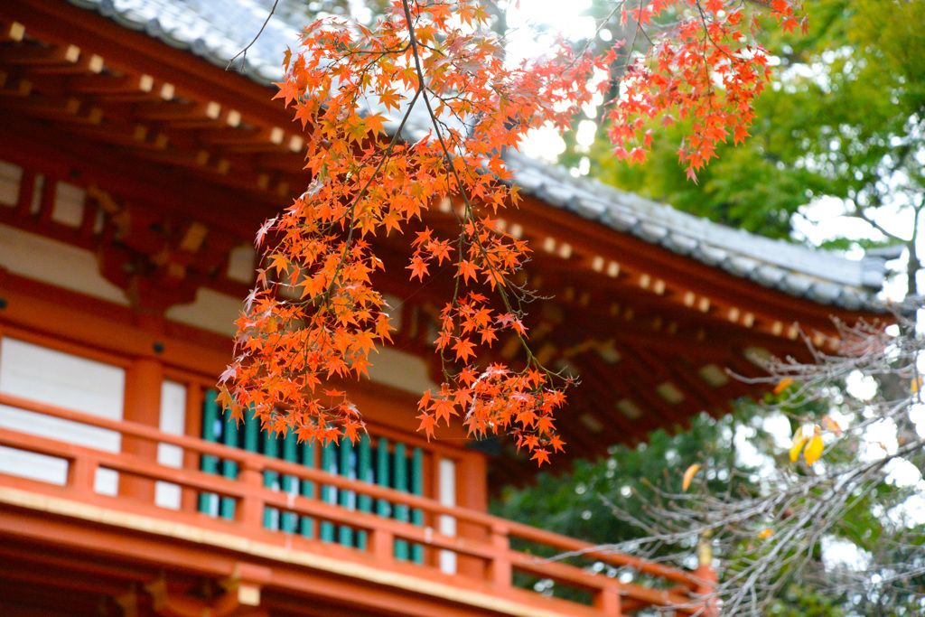 赤い紅葉とよく見たら蜘蛛の糸