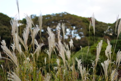 小石川植物園２