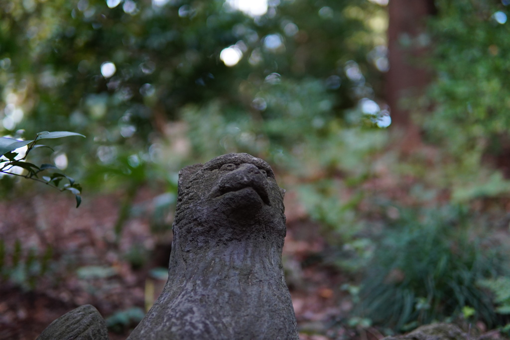 小石川植物園3