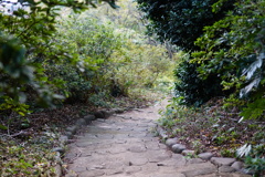 小石川植物園7