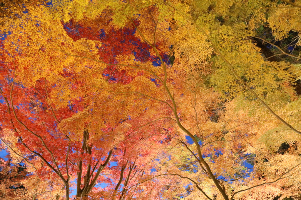 紅葉　３