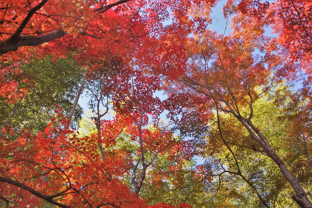 彩り紅葉
