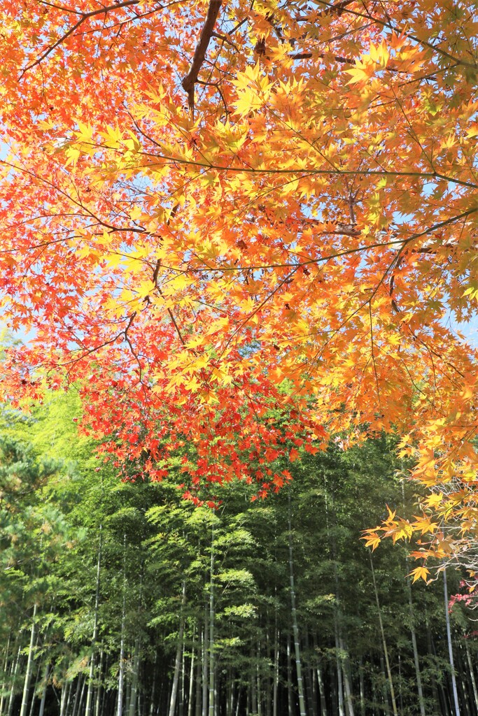 紅葉