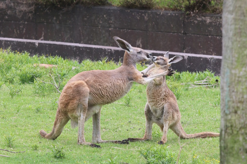 チュウ