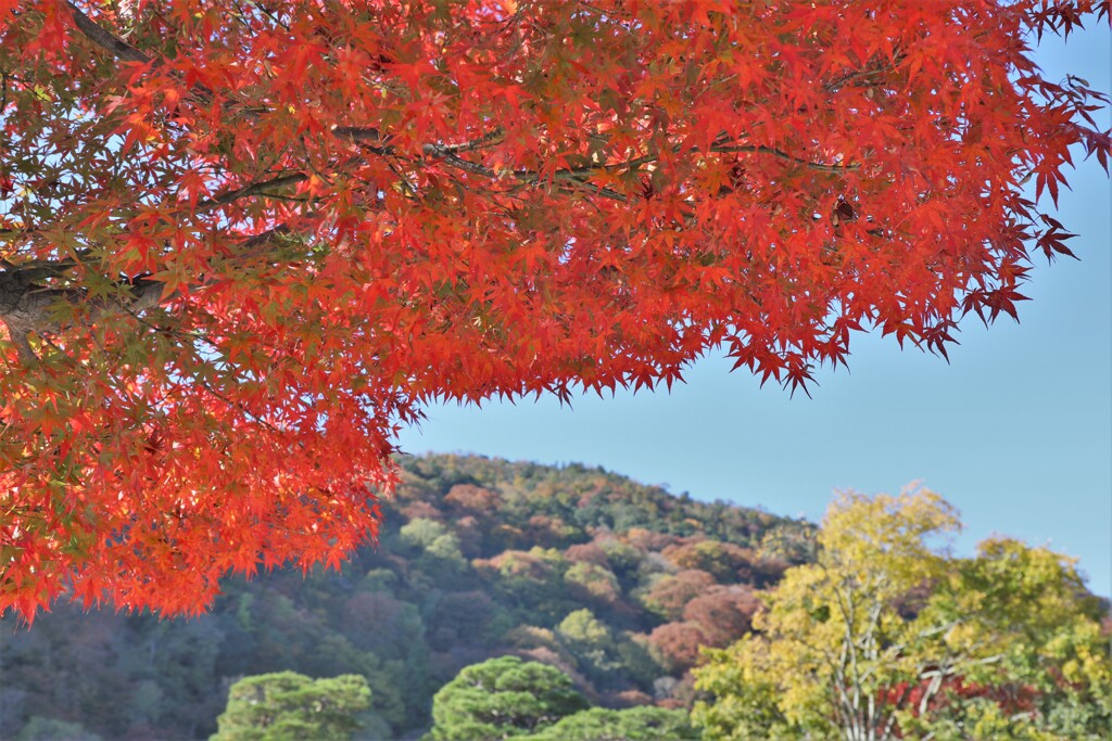 紅葉