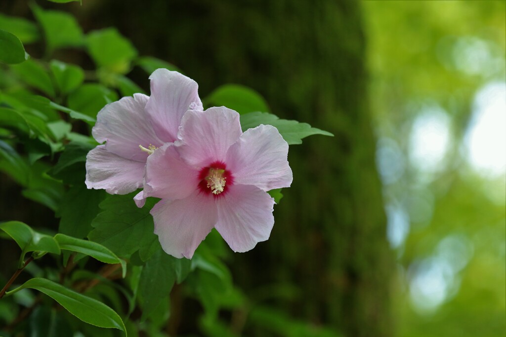 木槿