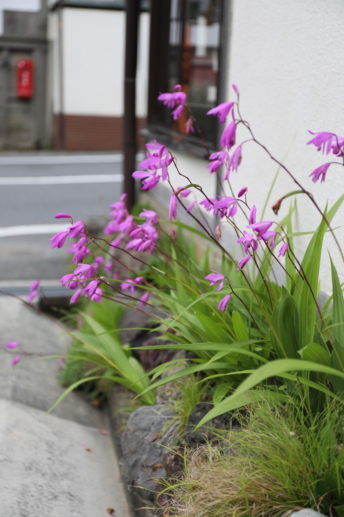 路地　花
