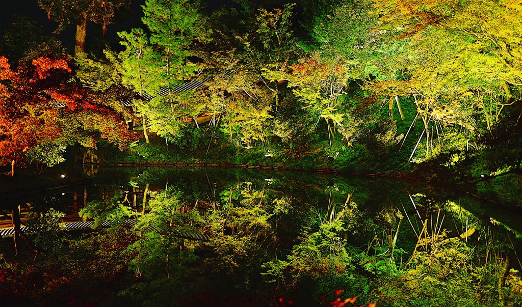 京都高台寺 紅葉ライトアップ