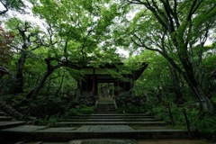 緑のトンネル
