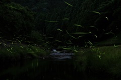 蛍の舞踏会