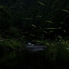 蛍の舞踏会