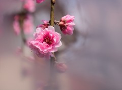 八重咲き枝垂れ桜