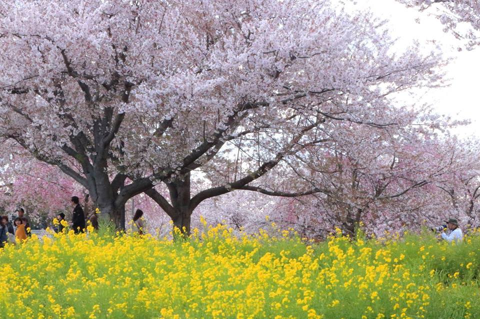 春景色　桜と菜の花
