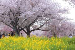 春景色　桜と菜の花