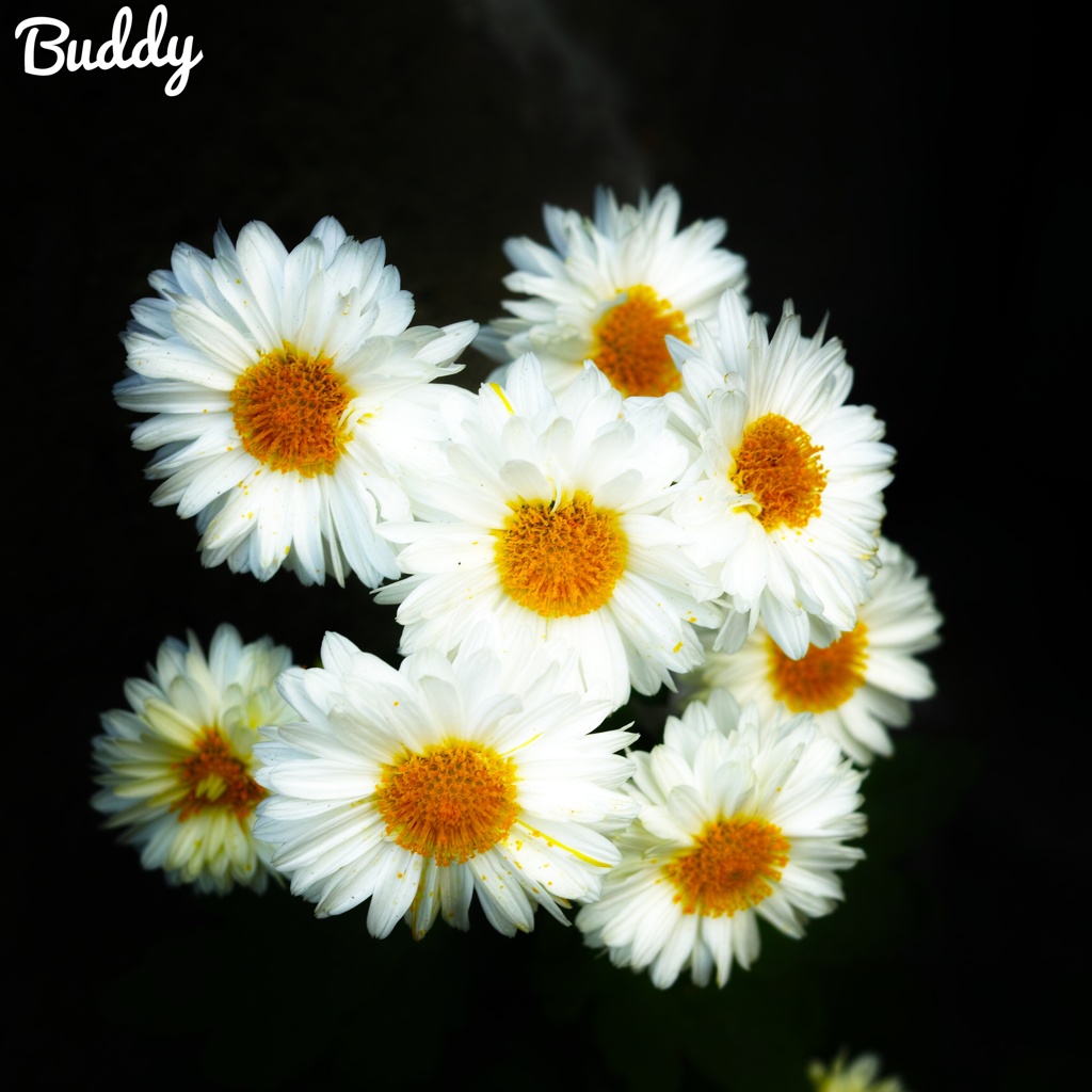 今日のお花②