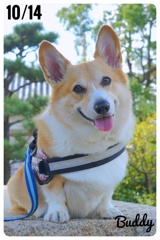 お早うございます。Buddyです。