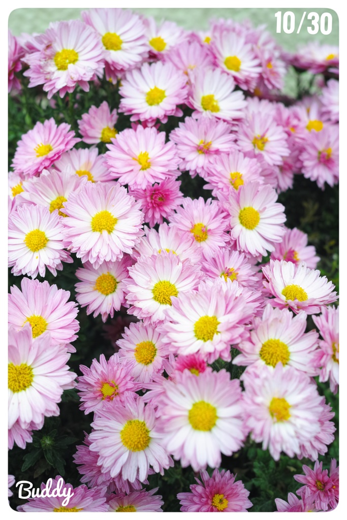 今日のお花