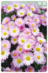 今日のお花