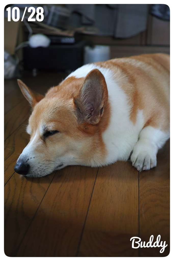 お昼寝？