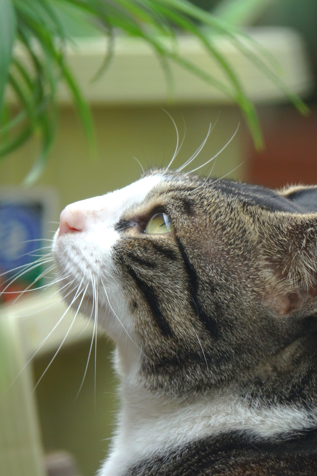 猫さん