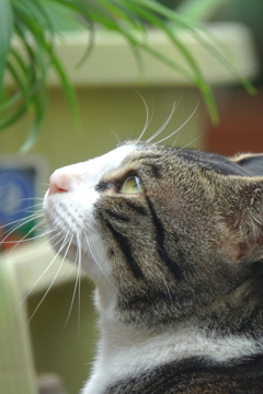 猫さん