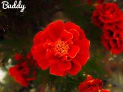 今日のお花②